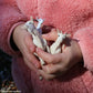 Safari Ltd. Nanny Goat Figurine - Lifelike 3.25" Plastic Model - Educational Toy for Kids - White Color