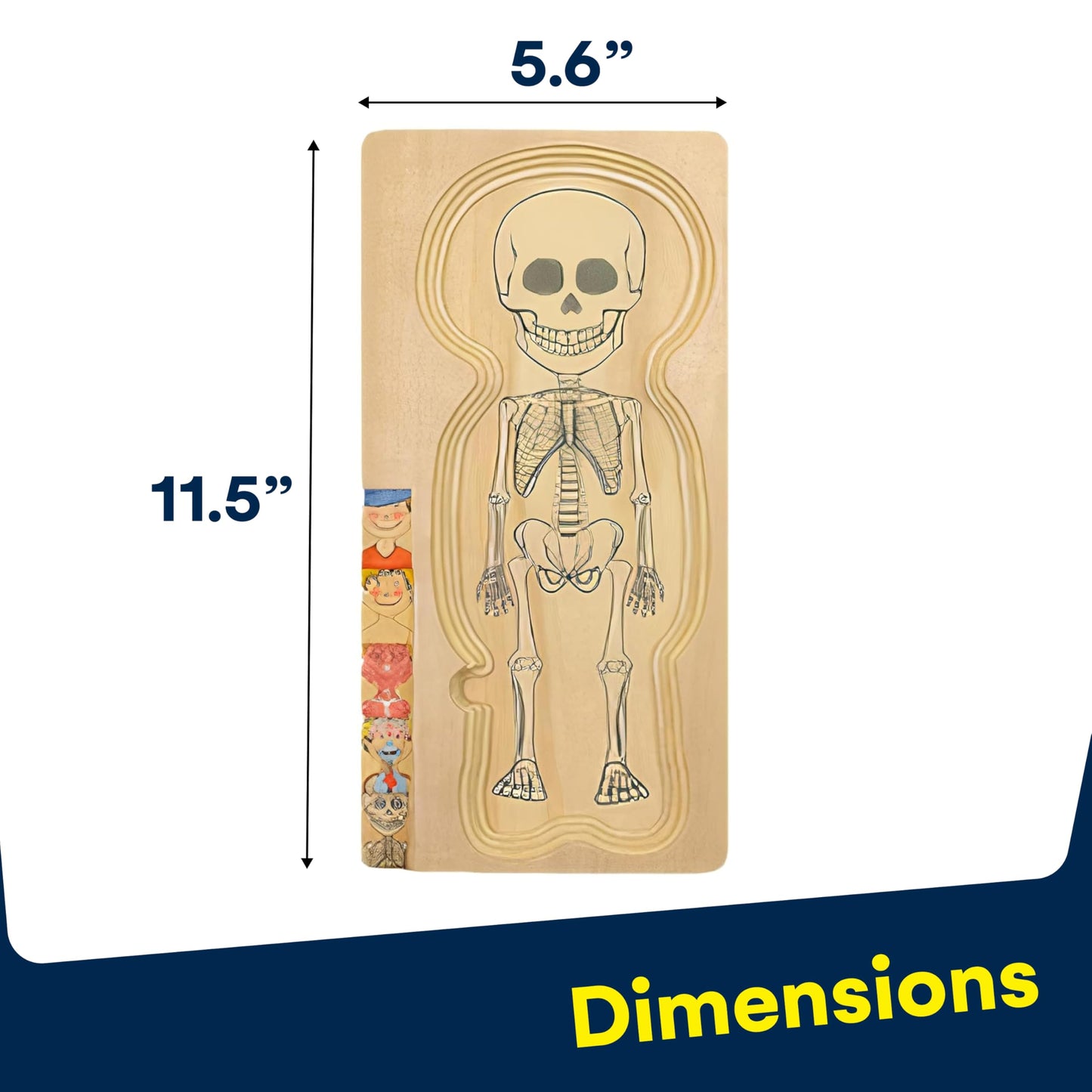 Kidzlane Wooden Anatomy Puzzle - 29 Piece My Body Puzzle for Kids Ages 3+ - Educational Skeleton Toy - KL-2308