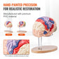 Vevor Human Brain Model Anatomy 4-Part Model Of Brain W/Labels & Display Base Color-Coded Life Size Human Brain Anatomical Model