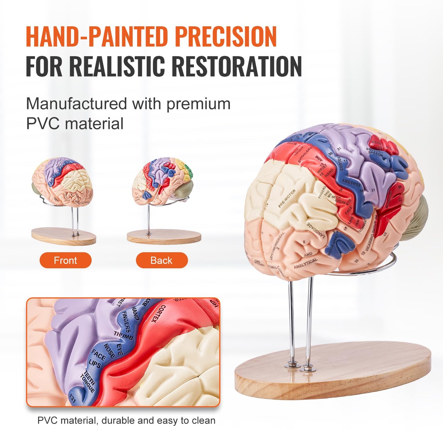 Vevor Human Brain Model Anatomy 4-Part Model Of Brain W/Labels & Display Base Color-Coded Life Size Human Brain Anatomical Model