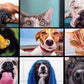 Buffalo Games - Pet'S Virtual Hangout - 300 Large Piece Jigsaw Puzzle