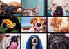 Buffalo Games - Pet'S Virtual Hangout - 300 Large Piece Jigsaw Puzzle