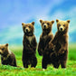 Bear Cubs Standing Puzzle, 300-Piece