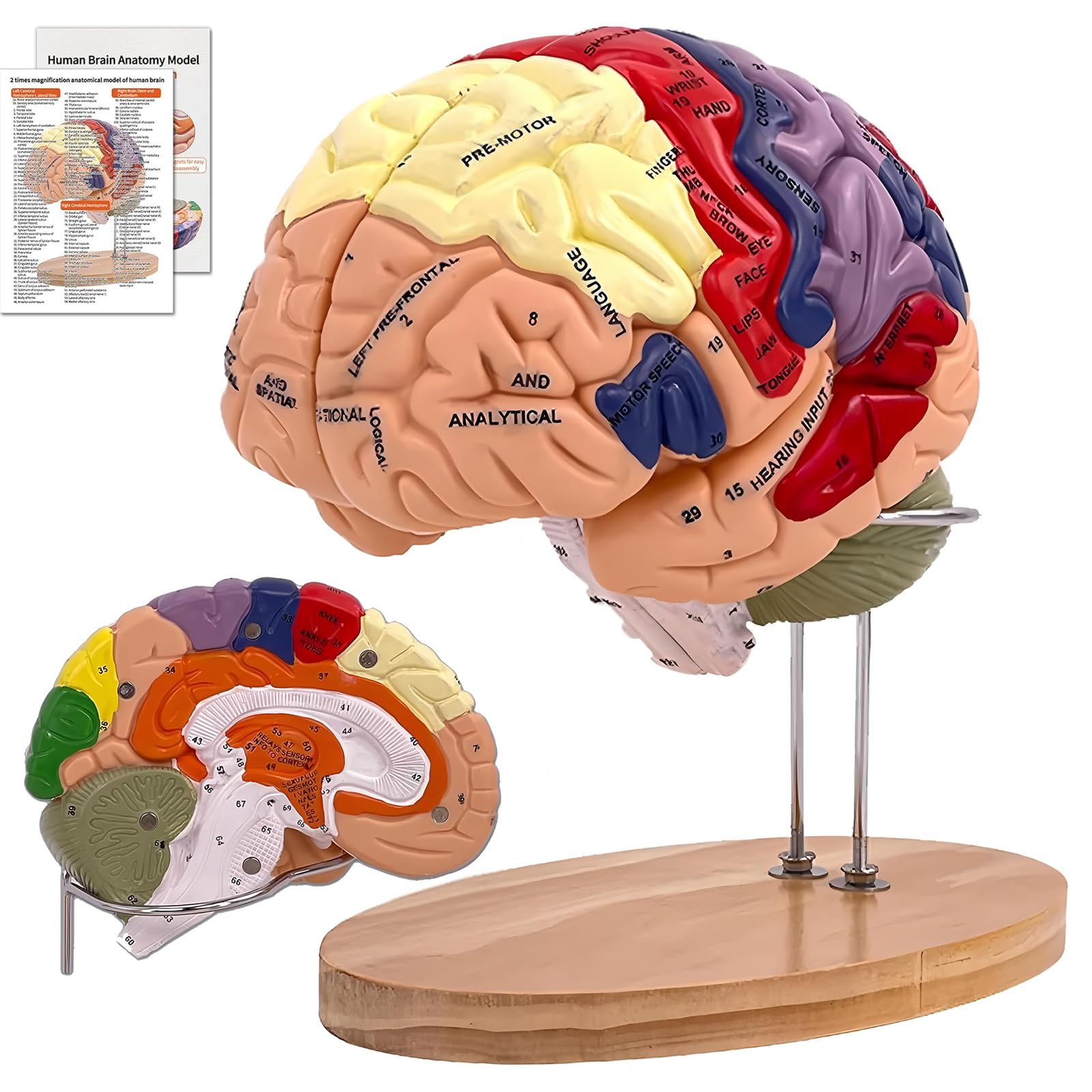 DSFGFRR Human Brain Model 2X Life-Size, Brain Anatomy Model for Neuroscience, 4-Part Detachable 3D Brain Model with Laser-Engrav