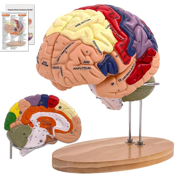 DSFGFRR Human Brain Model 2X Life-Size, Brain Anatomy Model for Neuroscience, 4-Part Detachable 3D Brain Model with Laser-Engrav
