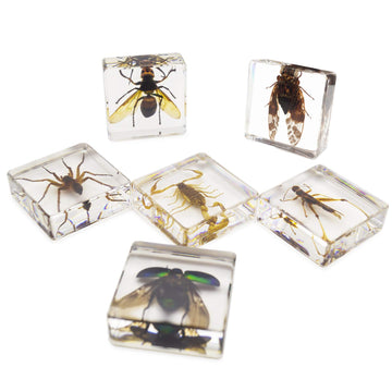 Insect Specimen Set, Bugs Collection Scientific Education Gift For Kids Aged 3-8-12 (Cicada, Wasp, Spider, Scorpion, Locust, Cha