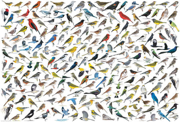 Eurographics The World Of Birds (2000 Piece) Puzzle (8220-0821)
