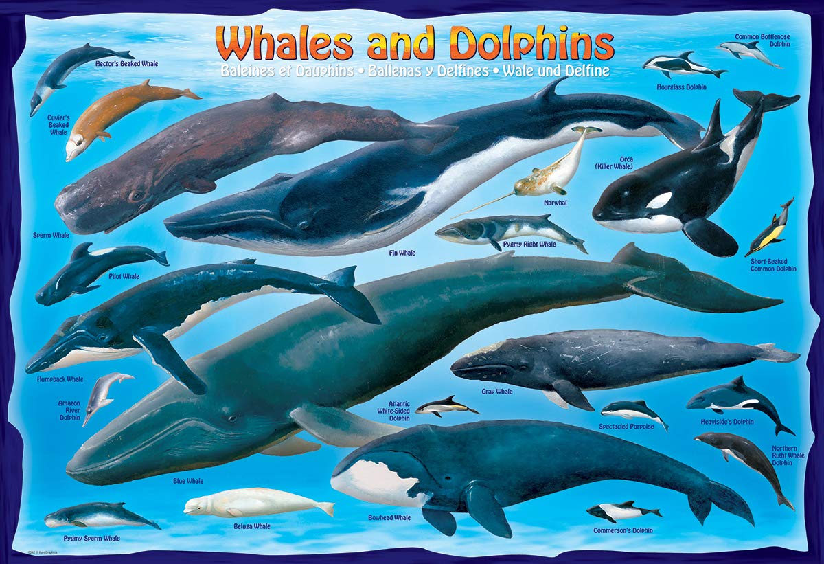 Whales & Dolphins 100 Piece Jigsaw Puzzle