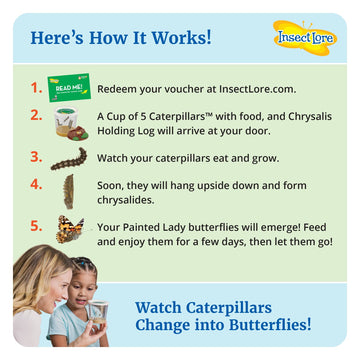 Insect Lore Giant Butterfly Garden With Voucher | 18 Inch Habitat | Life Cycle Figurines Included | Voucher To Redeem 5 Baby Caterpillars Later | Raise Painted Lady Butterflies