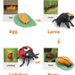 Montessori Life Cycle Learning & Education Toys, Plastic Insect Ladybug Monarch Butterfly Tadpole To Frog Kit Life Cycle Toys For Kids, Preschool Learning Activities For Toddlers