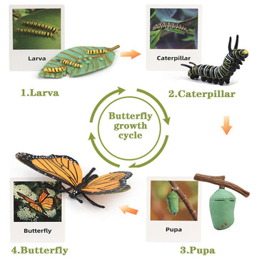 Mbrain 4Pcs Butterfly Growth Cycle With Flash Cards,Life Cycle Learning & Education Toys,Montessori Toys,Gift For Girl & Boy For