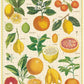 Cavallini 1000 Piece Puzzle - Citrus Design, Multi-Color Paperboard