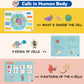 Freebear Montessori Busy Book - Human Body Anatomy for Toddlers, Sensory Learning Activities, Gifts for Kids 4-7 Years, Medium Size