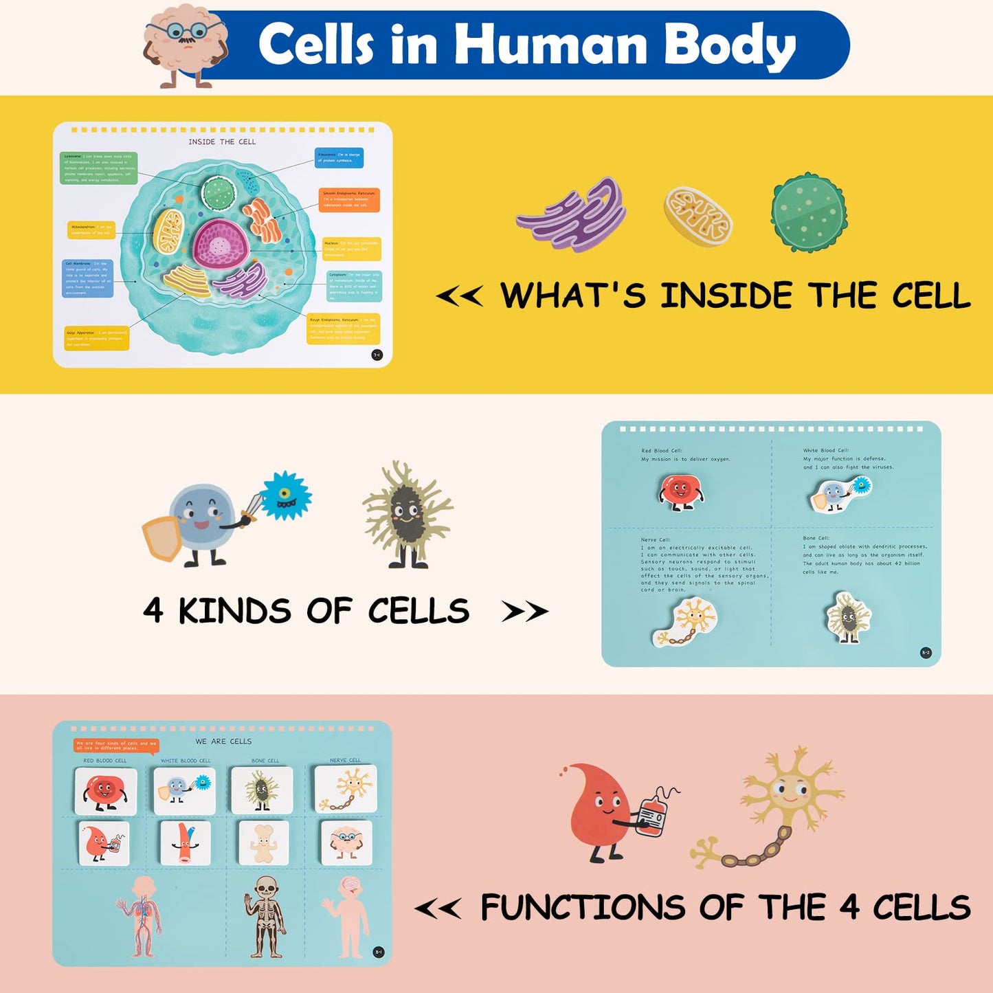 Freebear Montessori Busy Book - Human Body Anatomy for Toddlers, Sensory Learning Activities, Gifts for Kids 4-7 Years, Medium Size