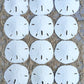Sand Dollar | Real Sand Dollars 2 1/2 to 3 (Set of 12) | Sand Dollar Shells | Seashell Wedding | Plus Free Nautical eBook by Jos