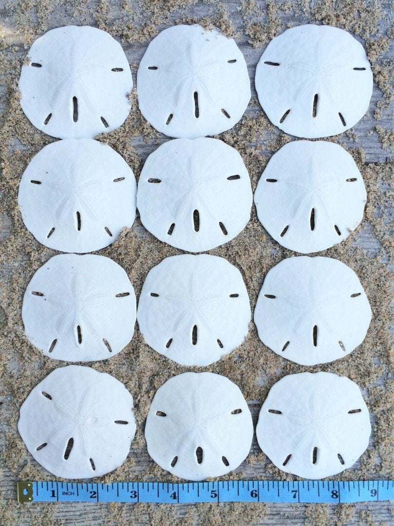 Sand Dollar | Real Sand Dollars 2 1/2 to 3 (Set of 12) | Sand Dollar Shells | Seashell Wedding | Plus Free Nautical eBook by Jos