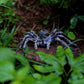 Sienon Realistic Spider Animal Figures- 2Pcs Lifelike Insect Figurines Toys Giant Whiteknee Tarantula Action Model For Kids Educ