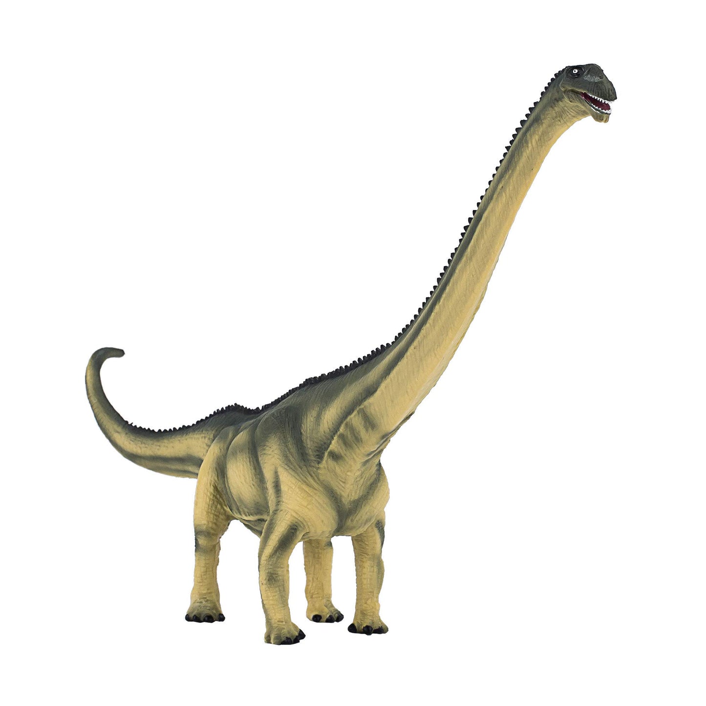 Mojo - Realistic Dinosaur Figurine, Mamenchisaurus, Green, 11 X 2.2 X 7.5