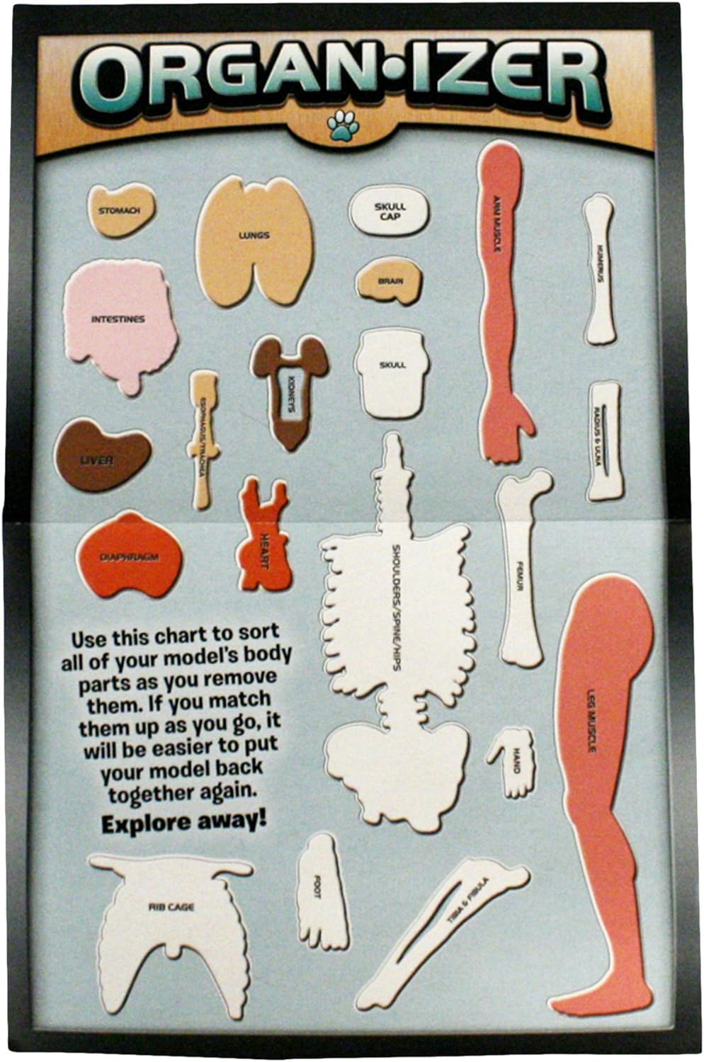 SmartLab Squishy Human Body Toy - 21 Removable Parts, Anatomy Book, Standard Size, Multicolor, Model 06428