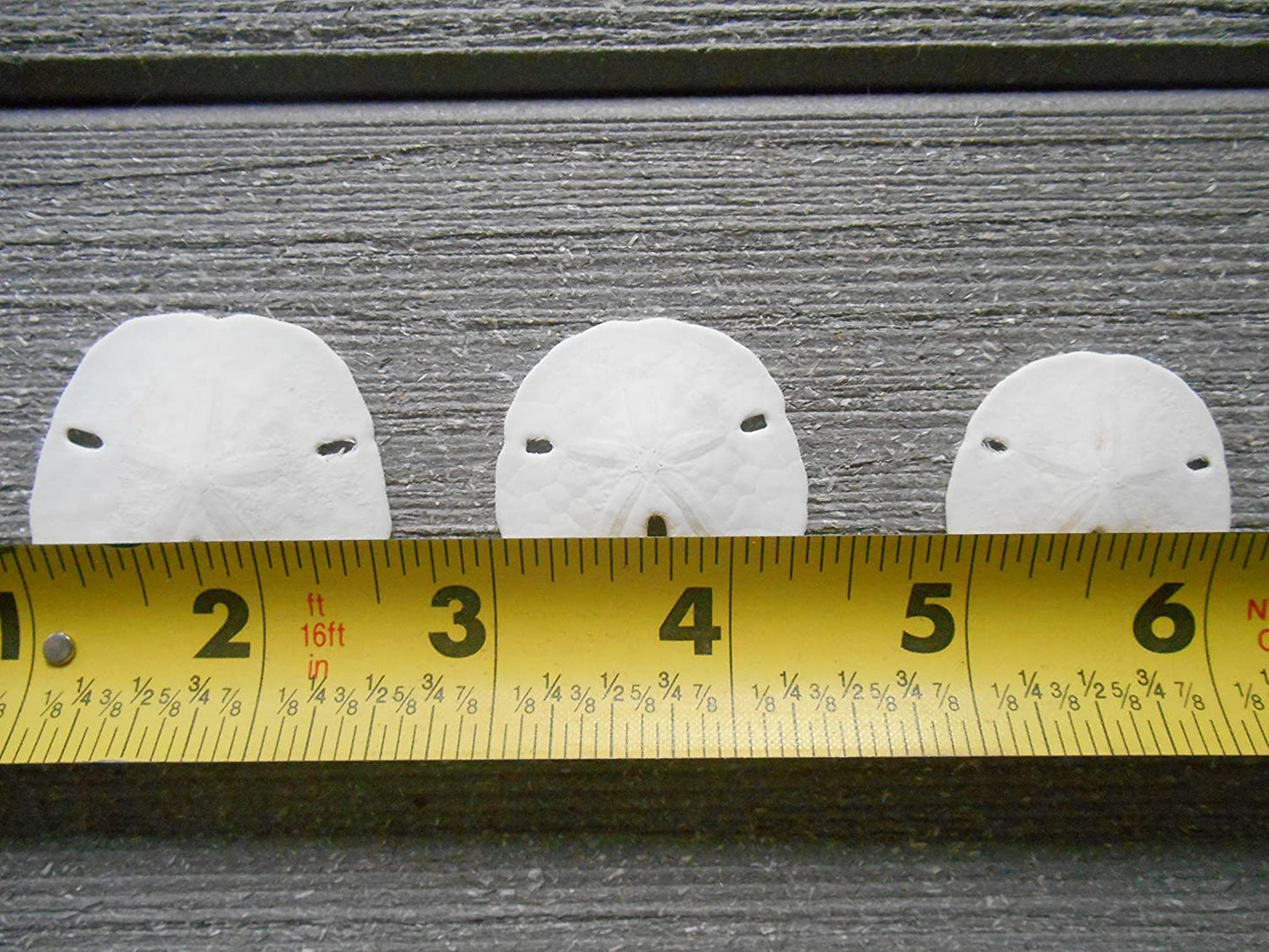 Tumbler Home Small Natural White Sand Dollars - 100 Pcs - Wedding Sea Shell For Craft 1 1/4'' To 1 1/2'' - Real Sanddollars Hand