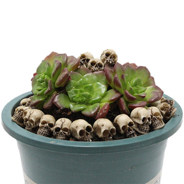 Binaryabc Mini Skull Figurine Miniature Skeleton Head Table Decor,Halloween Micro Landscape Figure,Halloween Prank Props,Haunted Dollhouse Accessories,20Pcs