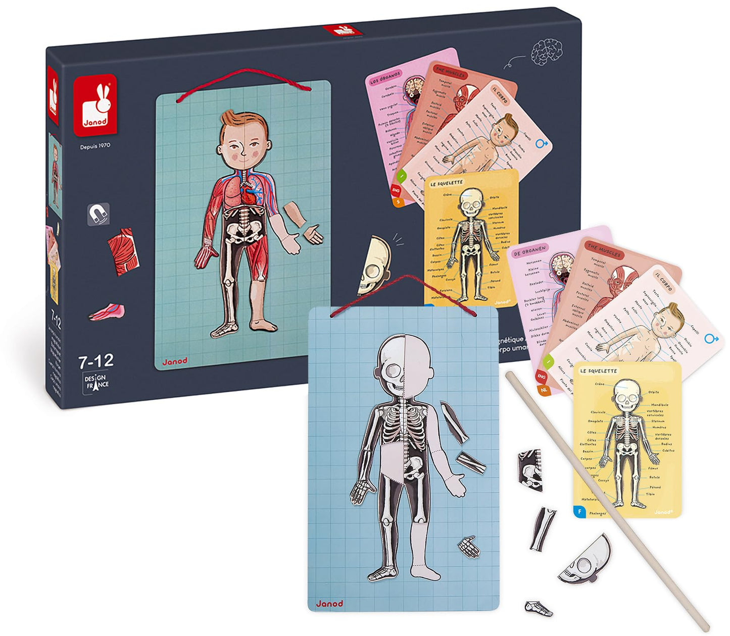 Janod Bodymagnet Educational Human Body Game - Anatomy, Organs, Skeleton, Muscles - 76 Magnetic Pieces - From 7 Years Old, 12 Languages, J05491 Includes 18 Cards, 76 Body Part Magnets And 1 Pointer Stick