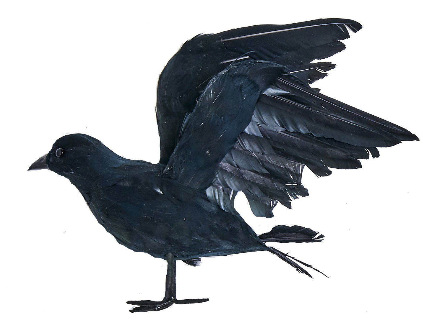 Worth Imports 10'' Feathered Crow, Black