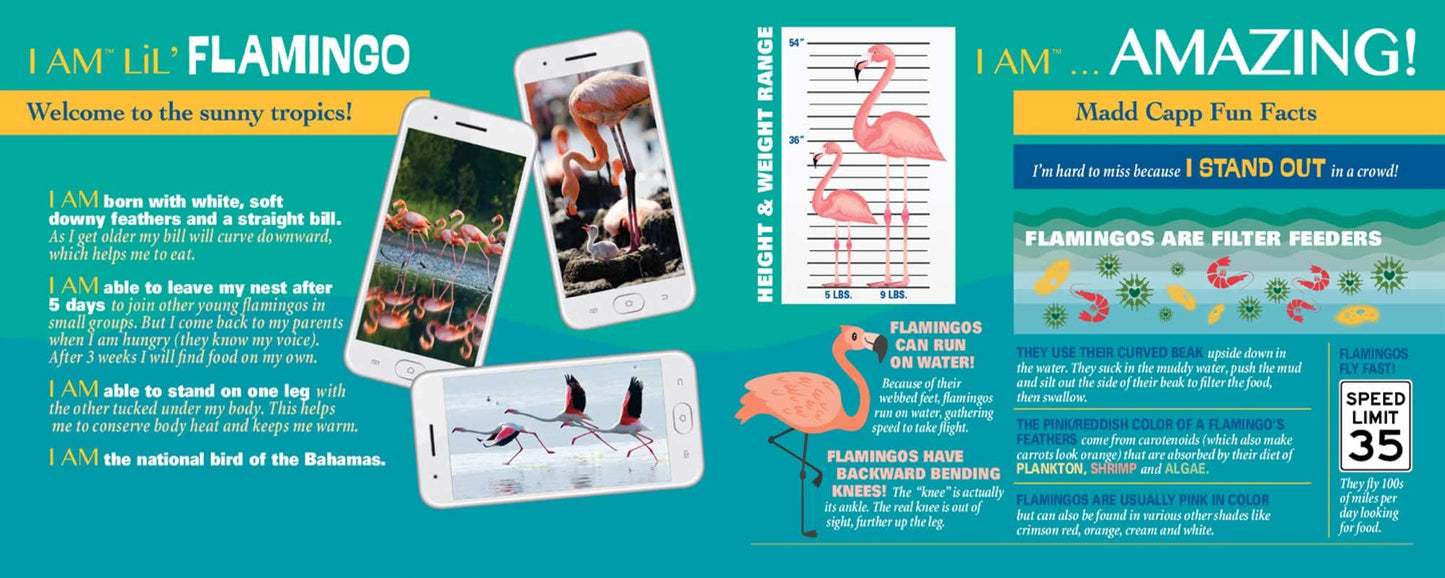 Madd Capp Lil' Flamingo 100 Piece Jigsaw Puzzle For Ages 5+ - 4009 - Unique Animal-Shaped Border, Poster Size When Completed, Oversized Puzzle Pieces For Easy Handling, Includes Educational Fun Facts