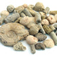 Fossil Sorting Kit 2 Lbs