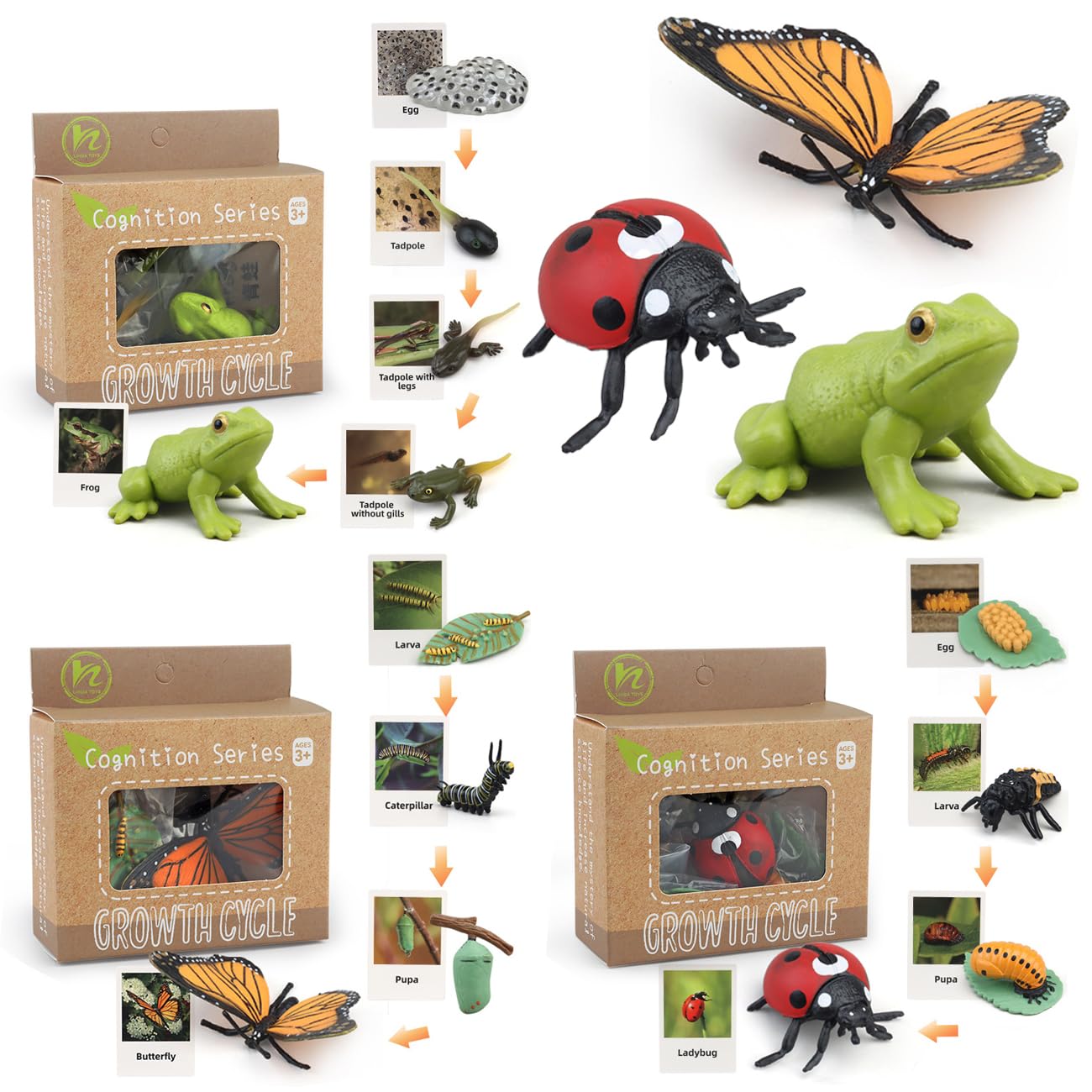 Montessori Life Cycle Learning & Education Toys - Plastic Insect Ladybug, Monarch Butterfly, And Tadpole-To-Frog Kit For Kids, P