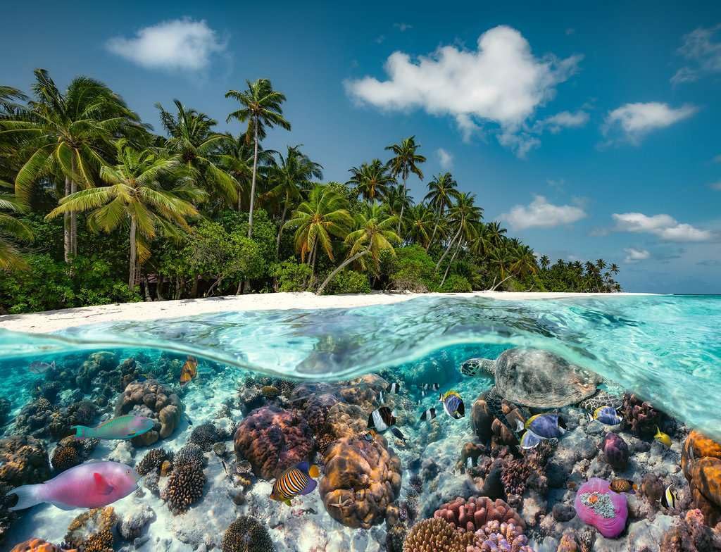 Ravensburger 2000 Piece Jigsaw Puzzle - A Dive in The Maldives - Multicolor, 38.5 x 29.5 inches, Premium Quality Cardboard
