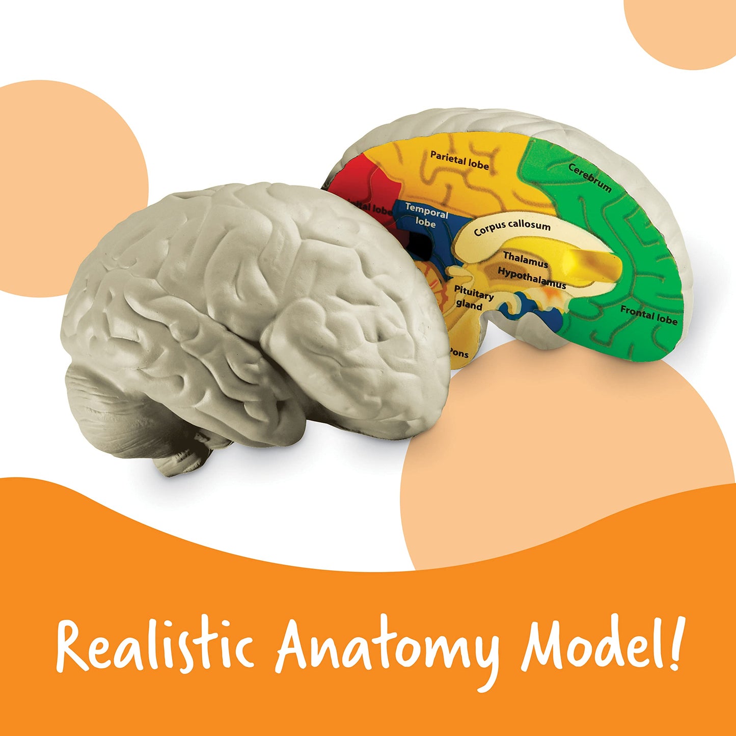 Learning Resources Cross-Section Brain Model - 2 Pieces, Ages 7+ Brain Anatomy Model, Brain Functions Model, Human Anatomy For Kids, Foam Brain Model,Back To School Supplies