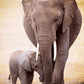 Eurographics Elephant And Baby 1000-Piece Puzzle