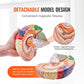 Vevor Human Brain Model Anatomy 4-Part Model Of Brain W/Labels & Display Base Color-Coded Life Size Human Brain Anatomical Model