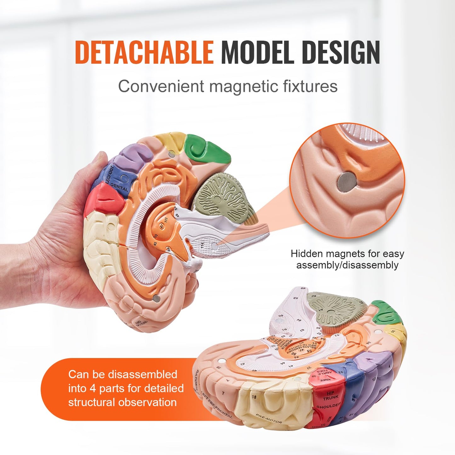 Vevor Human Brain Model Anatomy 4-Part Model Of Brain W/Labels & Display Base Color-Coded Life Size Human Brain Anatomical Model