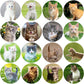 Hohamn Cat Stickers for Kids Teachers 1.5 Inch 600Pcs Cat Stickers for Kids Birthday Party School Reward Giveaways