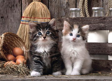 Clementoni ''Cute Kittens Puzzle (1000 Piece)