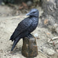Pacific Giftware Dark Raven Crow Perched On Tree Stump Collectible Figurine Lifelike Colors 6 Inch Halloween Haunted House Evil Decor