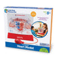 Learning Resources Pumping Heart Model - 1 Piece, Grades 3+ | Ages 8+ Educational Science Kit, Science Education Supplies, Science Teaching Supplies,Back To School Supplies,Teacher Supplies