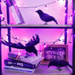 Atdawn Halloween Birds, Black Feathered Crows, Realistic Looking Halloween Decoration Birds (3 Pack)