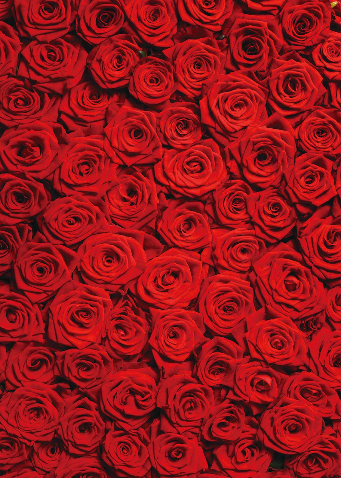 INRUI Red Rose Floral Wedding Photography Backdrop, 8x10FT Vinyl, Model RUINI_Flower034