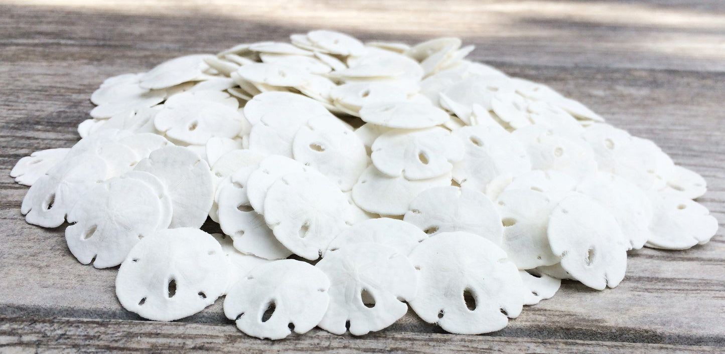 Real Sand Dollars Under 1 (200 Pack) - Sand Dollar Wall Art & Ornament Set - Beach Wedding Decor - Nautical Party Table Decor -