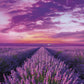 Clementoni Collection 39606, Lavander Field Puzzle For Adults And Children, 1000 Pieces, Ages 10 Years Plus