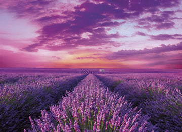 Clementoni Collection 39606, Lavander Field Puzzle For Adults And Children, 1000 Pieces, Ages 10 Years Plus