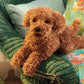 Folkmanis Toy Poodle Puppy Hand Puppet