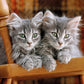 Clementoni Kitten Puzzle (500 Piece)