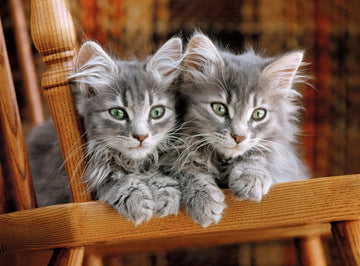 Clementoni Kitten Puzzle (500 Piece)