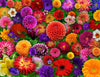 Springbok 500 Piece Jigsaw Puzzle - Blooming Every Daisy, Colorful Flower Design, Unique Cut, 23.5" x 18", Great for Relaxation