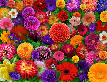 Springbok Blooming Every Daisy 500 Piece Jigsaw Puzzle For Adults - Colorful Flower Collage - Unique Cut Pieces - Great For Relaxing And Mindful Activity - Finished Size 23.5' X 18'
