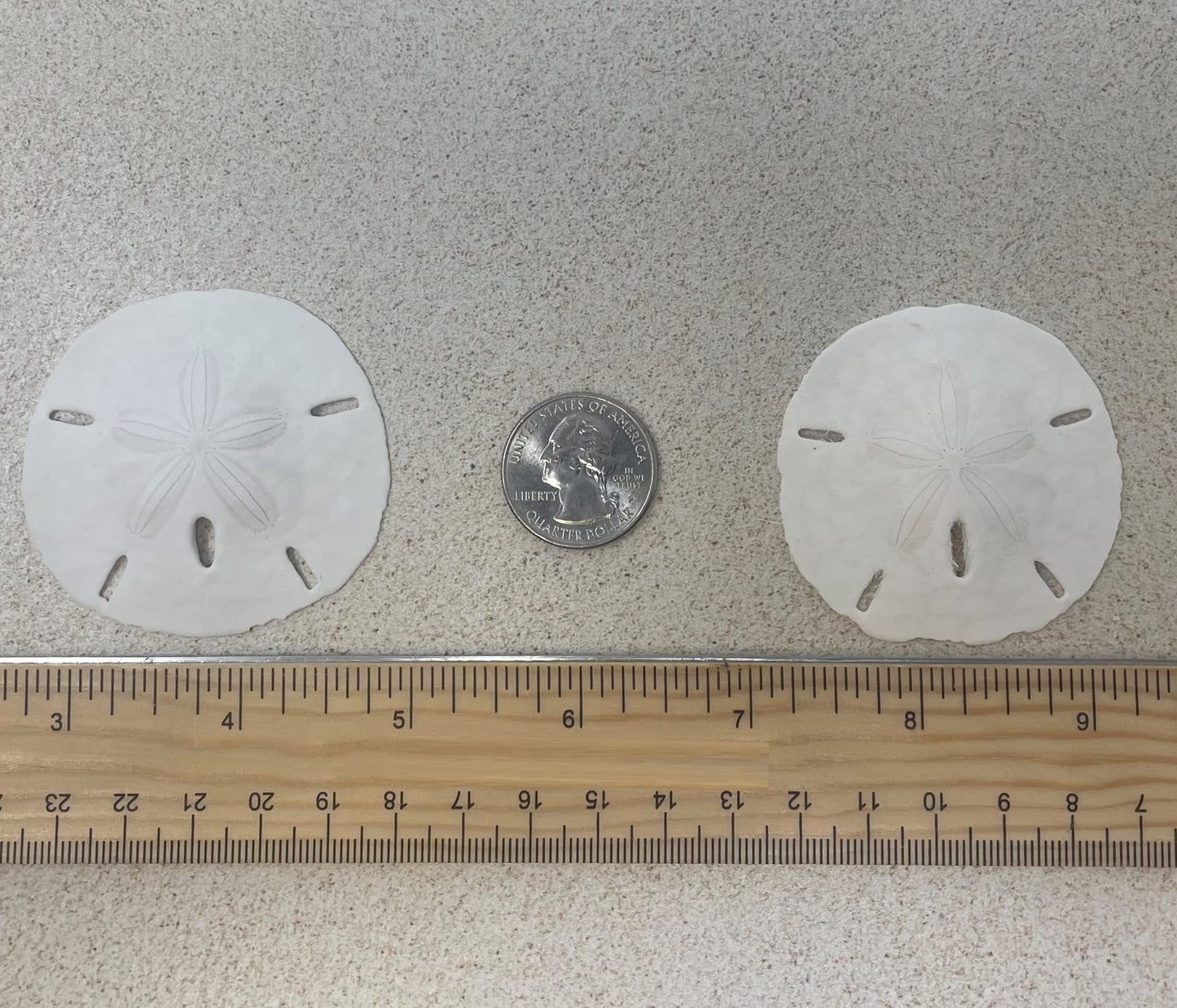 Tumbler Home Sand Dollars Set of 12 - White 2" to 2.25" Wedding Craft Decor